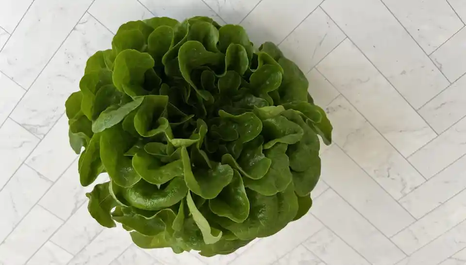 Lettuce: Green Oakleaf (hydro)