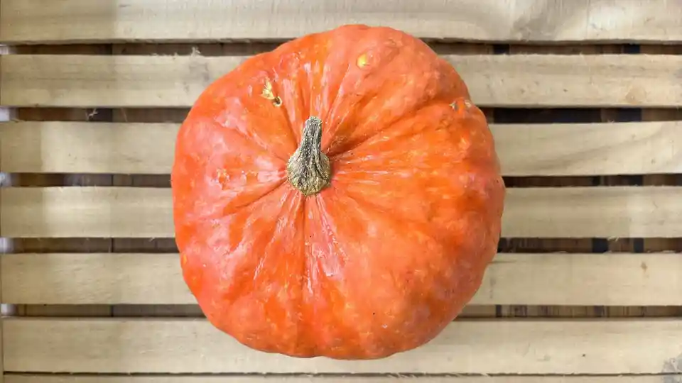 Squash: "Sunshine" Kabocha