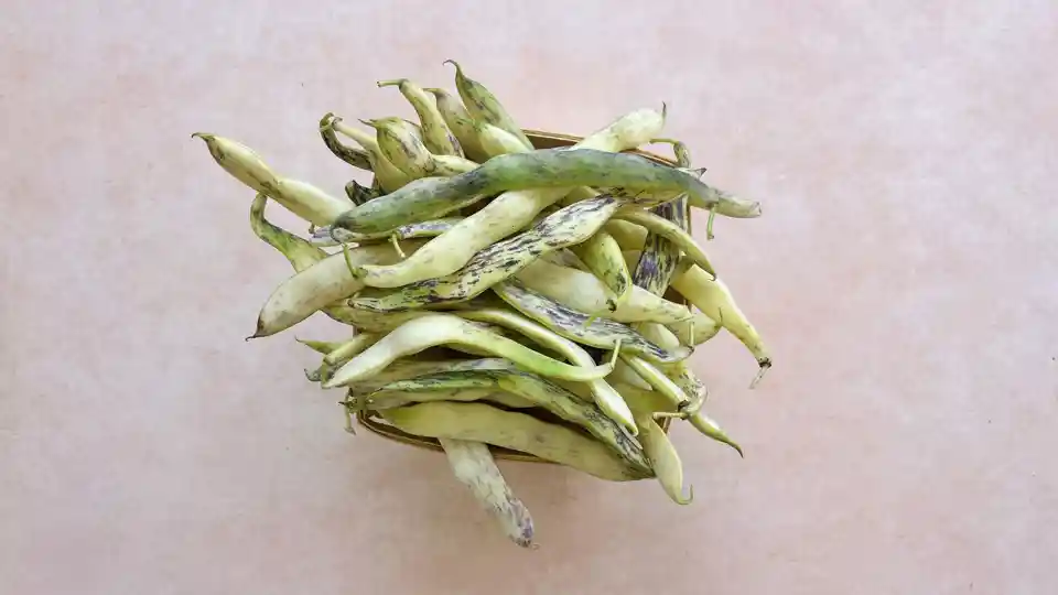 Beans: Dragon's Tongue
