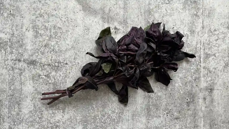 Herb: Purple Basil