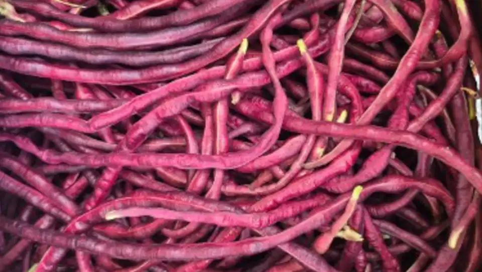 Beans: Red Yardlong
