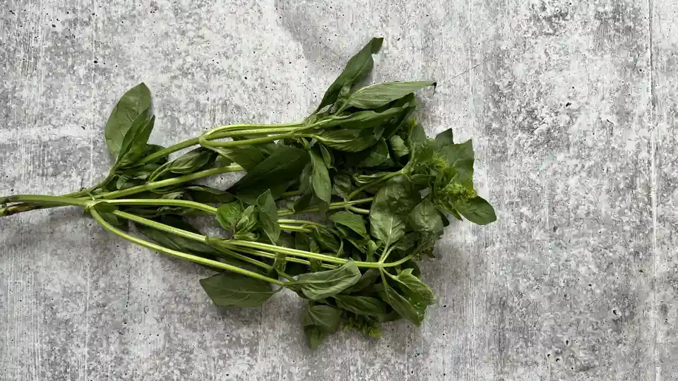 Herb: Basil