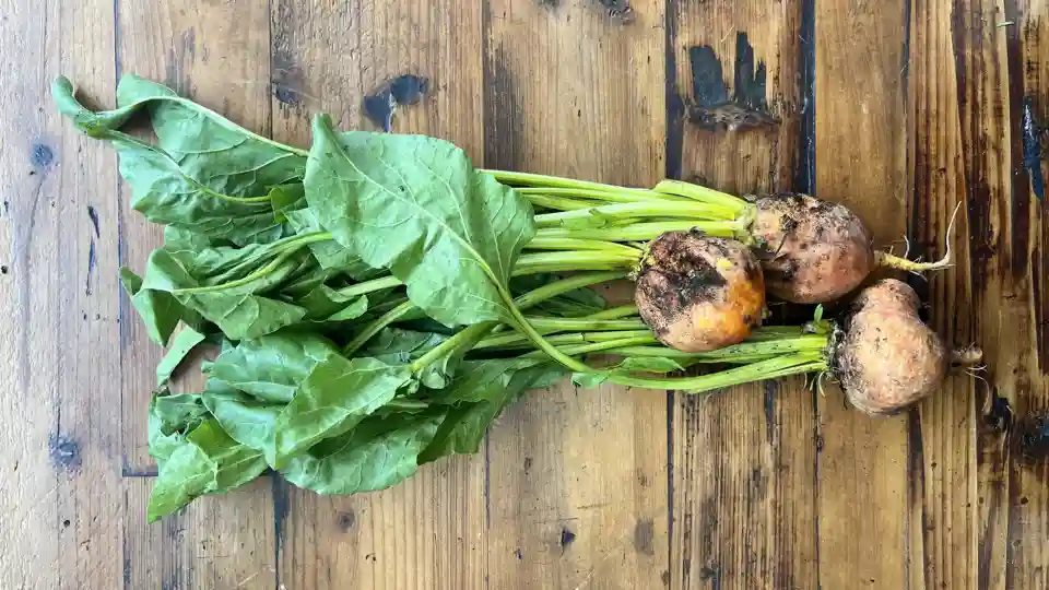 Beets: Gold