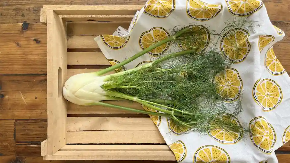 Fennel