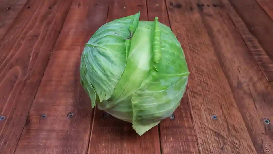 Cabbage: Green