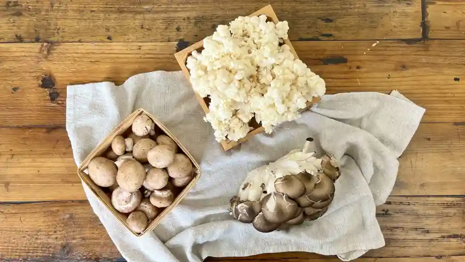Mushroom Share