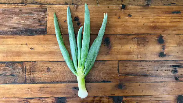Onions: Negi