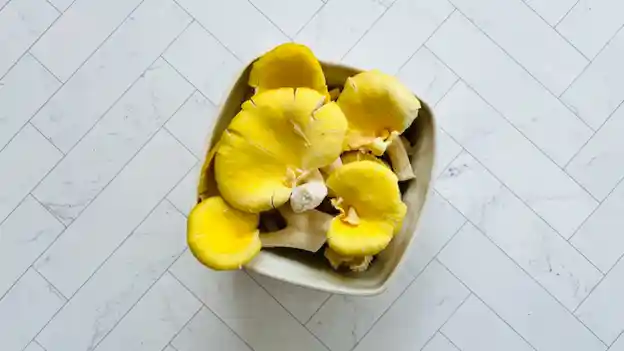 Mushrooms: Golden Oyster