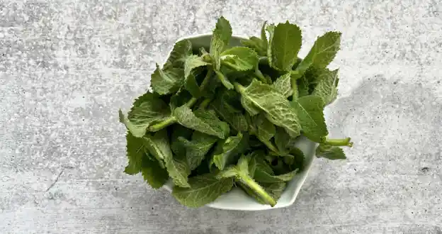 Herb: Apple Mint