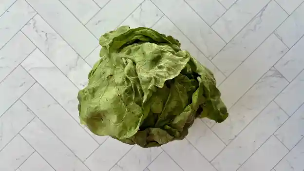 Lettuce: Boston