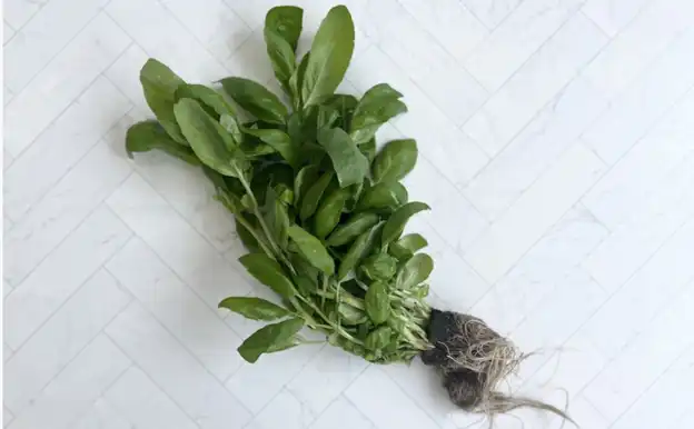 Basil (Living)