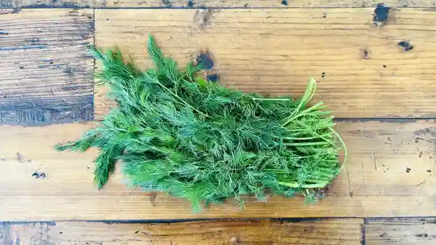 Herb: Dill