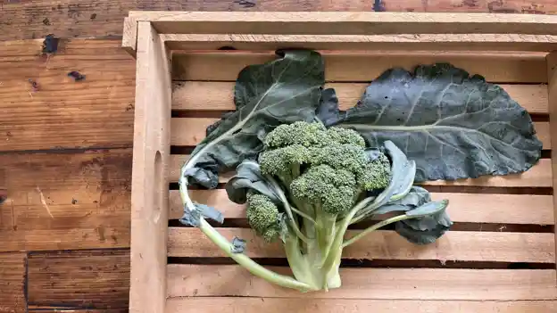 Broccoli