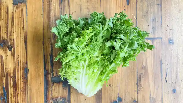 Endive
