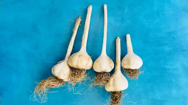 Garlic: Hardneck (cured)
